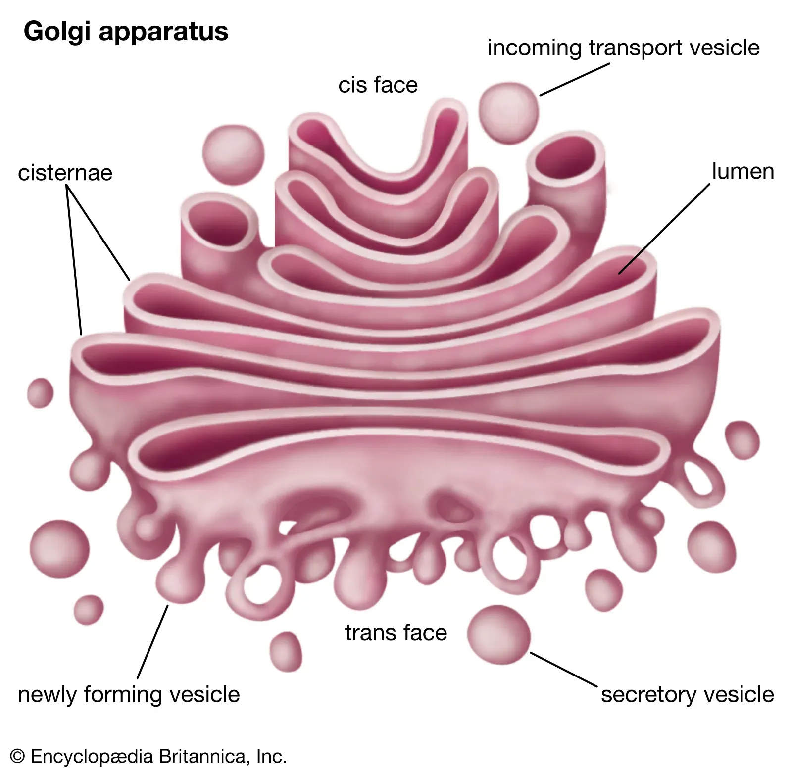 Golgi complex